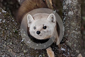 American Pine Marten