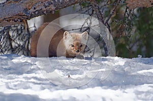 American Pine Marten