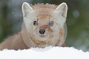 American Pine Marten