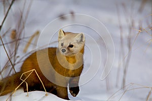 American Pine Marten   847072