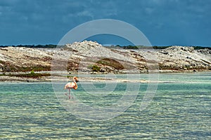 American pink flamingo walks through a turquoise lagoon