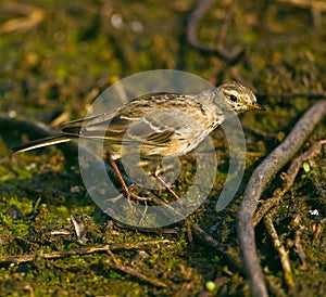 American Pipit