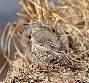 American Pipit