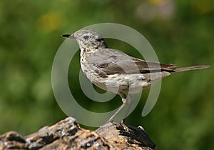 American Pipit