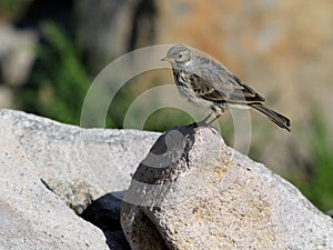 American Pipit on a Rock