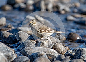 American Pipit on Waters Edge