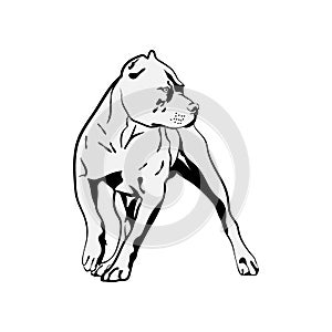 American Pit Bull Svg, Terrier Svg Files For Cricut