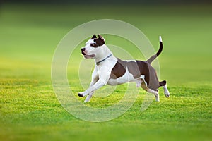 American Pit Bull Terrier