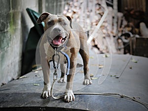 American Pit Bull Terrier