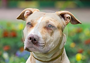 American Pit Bull Terrier close-up photo
