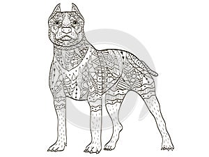 American Pit Bull Terrier Coloring book vector for adults