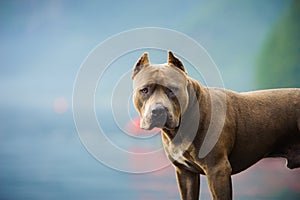 American Pit Bull Terrier dog