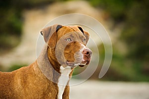American Pit Bull Terrier dog