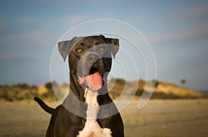 American Pit Bull Terrier dog photo
