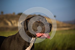 American Pit Bull Terrier Dog