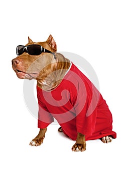 American Pit Bull Terrier dog dressed in a red t-shirt