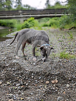 American Pit Bull terrier dog