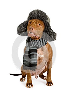 American Pit Bull Terrier dog in a fur hat and warm scarf around neck