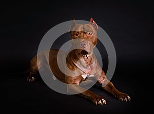 American Pit Bull Terrier dog lying on a black background