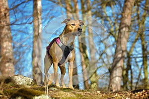 American Pit Bull Terrier dog outdoor portrait standing in nature forest