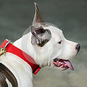 American Pit Bull Terrier dog portrait.