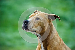 American Pit Bull Terrier dog portrait