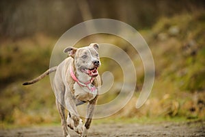 American Pit Bull Terrier dog