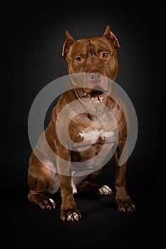 American Pit Bull Terrier dog sitting over black