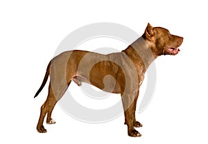 American Pit Bull Terrier dog standing over white