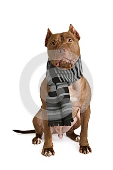 American Pit Bull Terrier dog with warm scarf around neck over white background