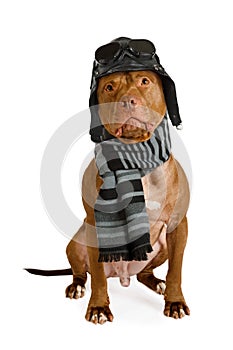 American Pit Bull Terrier dog with warm scarf and pilot`s hat