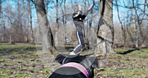 American pit bull terrier is impatiently waiting for owner to fix tug toy hanging on tree, so that dog can jump up and