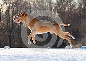 American Pit Bull Terrier jumping