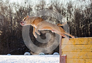 American Pit Bull Terrier jumps over hurdle