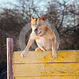 American Pit Bull Terrier jumps over hurdle photo