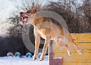 American Pit Bull Terrier jumps over hurdle photo