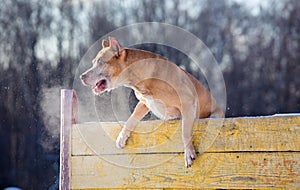 American Pit Bull Terrier jumps over hurdle photo