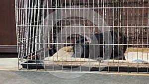 American pit bull terrier is lying on mat in a pet cage, front view.