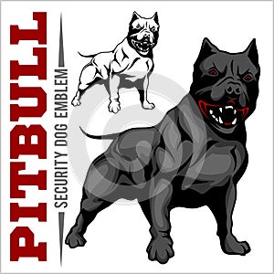 American Pit Bull Terrier, Pitbull. photo
