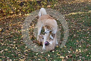 American pit bull terrier puppy and akita inu puppy are playing in the autumn park. Pet animals