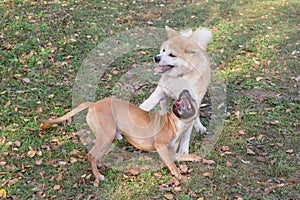 American pit bull terrier puppy and akita inu puppy are playing on a green grass in the autumn park. Pet animals