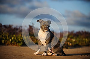 American Pit Bull Terrier puppy dog photo
