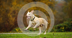 American Pit Bull Terrier running