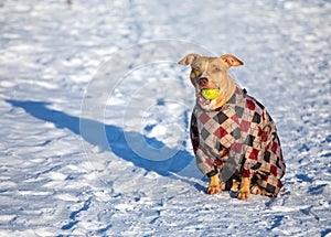 American Pit Bull Terrier sitting in snow with a ball in its mouth