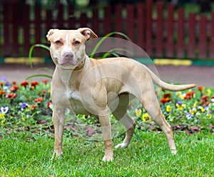 American Pit Bull Terrier standing photo