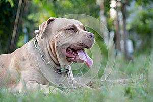 American pit bull terrier strong and happy
