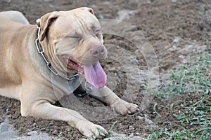 American pit bull terrier strong and happy