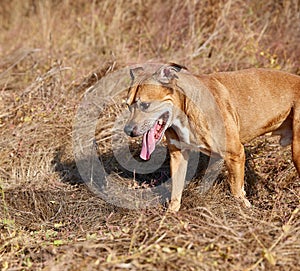 American pit bulls outdoors