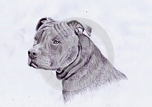 American pitbull