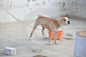 American Pitbull brown dog name Sasha